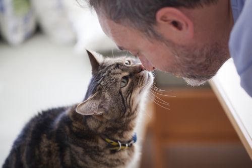 Elder man and a cat touching noses